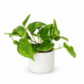 Scindapsus Pictus Trebie (20cm, Ø12cm), Stylingbeispiel im Übertopf (Übertopf nicht enthalten)
