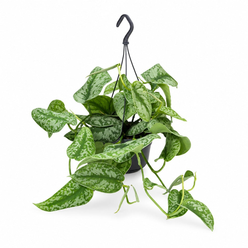 Scindapsus Pictus Trebie (25cm, Ø15cm) im Kulturtopf