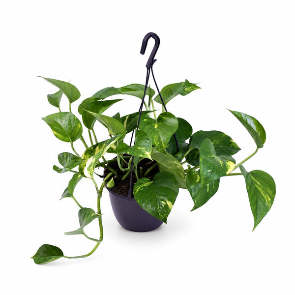 Scindapsus Pictus Trebie (30cm, Ø15cm) im Kulturtopf