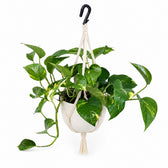 Scindapsus Pictus Trebie (30cm, Ø15cm), Stylingbeispiel im Übertopf (Übertopf nicht enthalten)