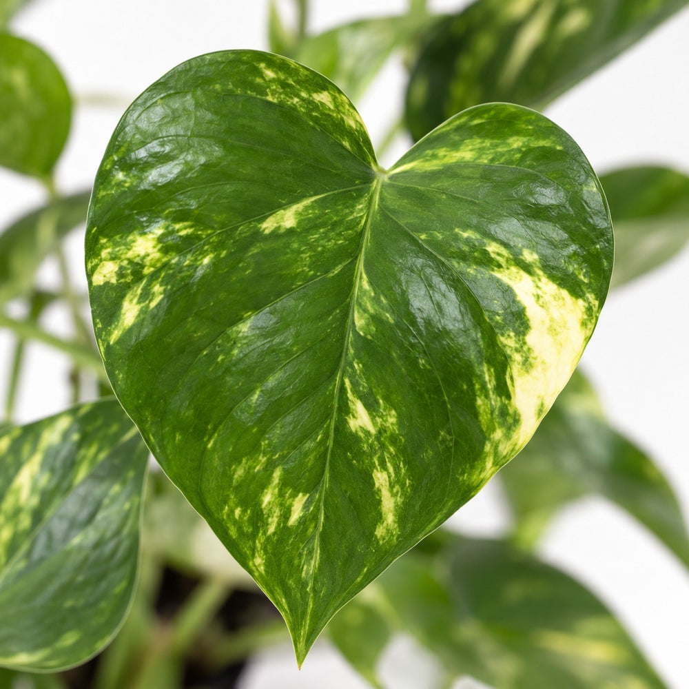 Scindapsus Pictus Trebie, Nahaufnahme Blatt