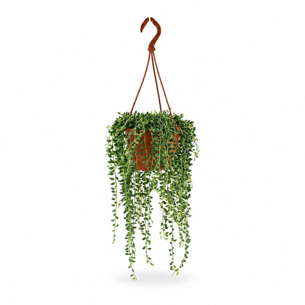 Senecio Herreianus (20cm, Ø12cm) im Kulturtopf