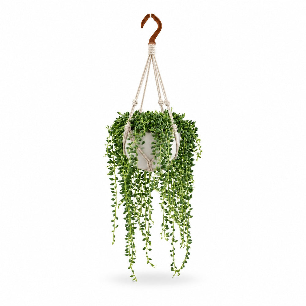 Senecio Herreianus (20cm, Ø12cm), Stylingbeispiel im Übertopf (Übertopf nicht enthalten)