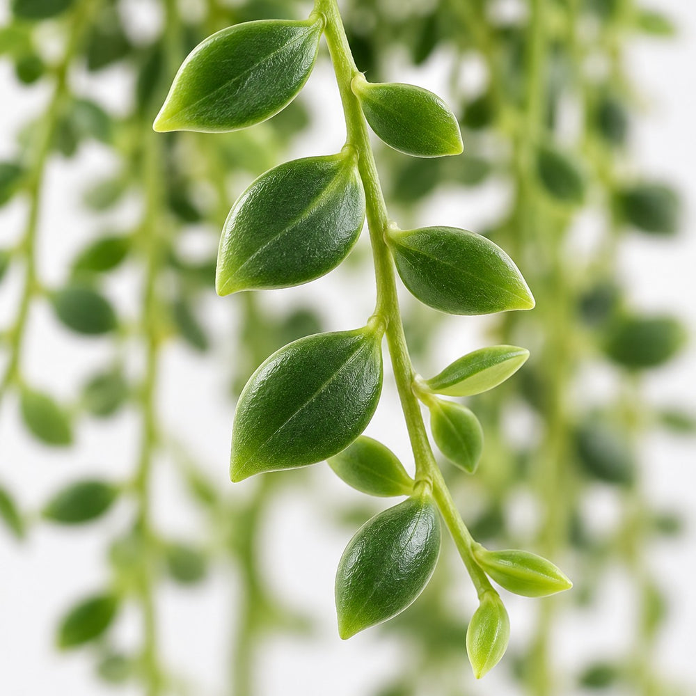 Senecio Herreianus, Nahaufnahme Blatt