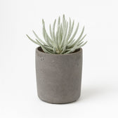 Senecio Scaposus 15cm