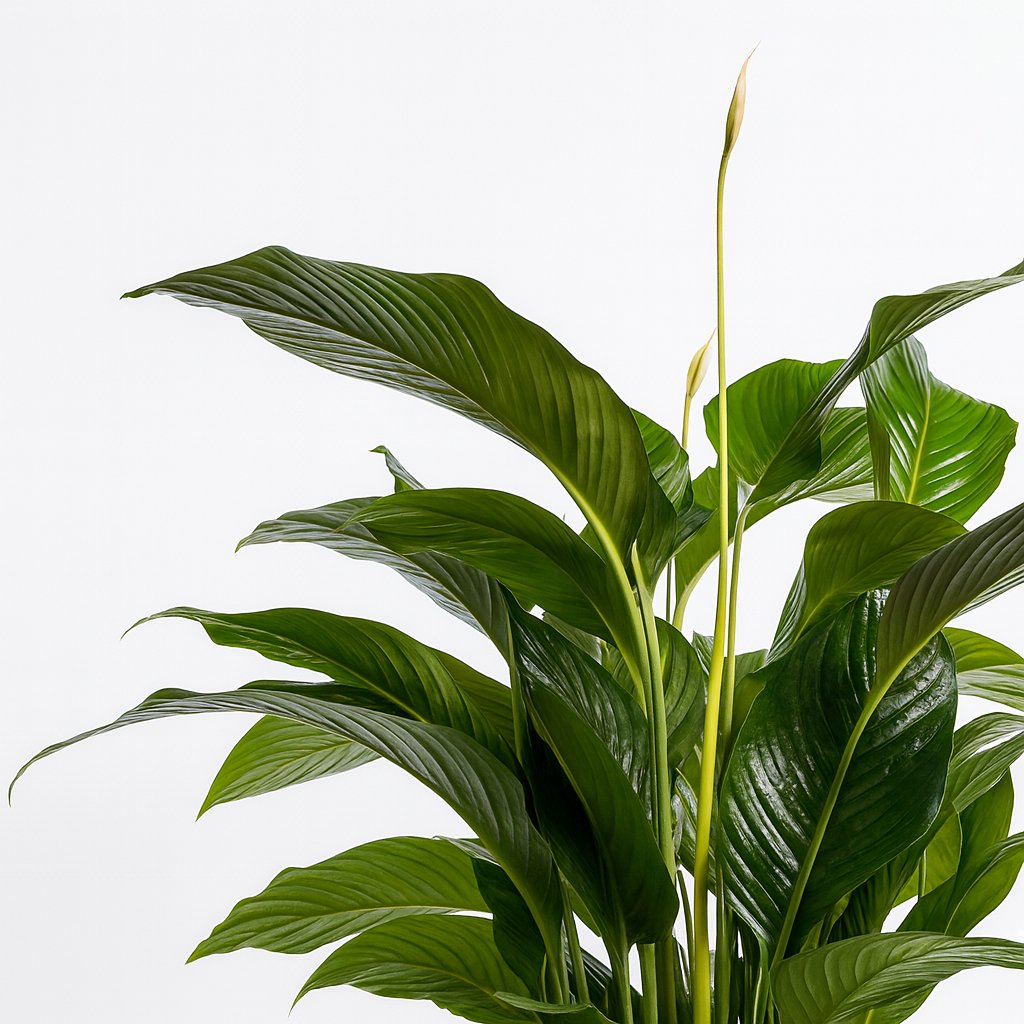 Spathiphyllum Bellini 100cm Nahaufnahme