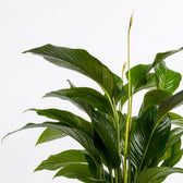 Spathiphyllum Bellini 100cm Nahaufnahme