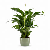 Spathiphyllum Bellini - 100cm, Stylingbeispiel im Übertopf (Übertopf nicht enthalten)