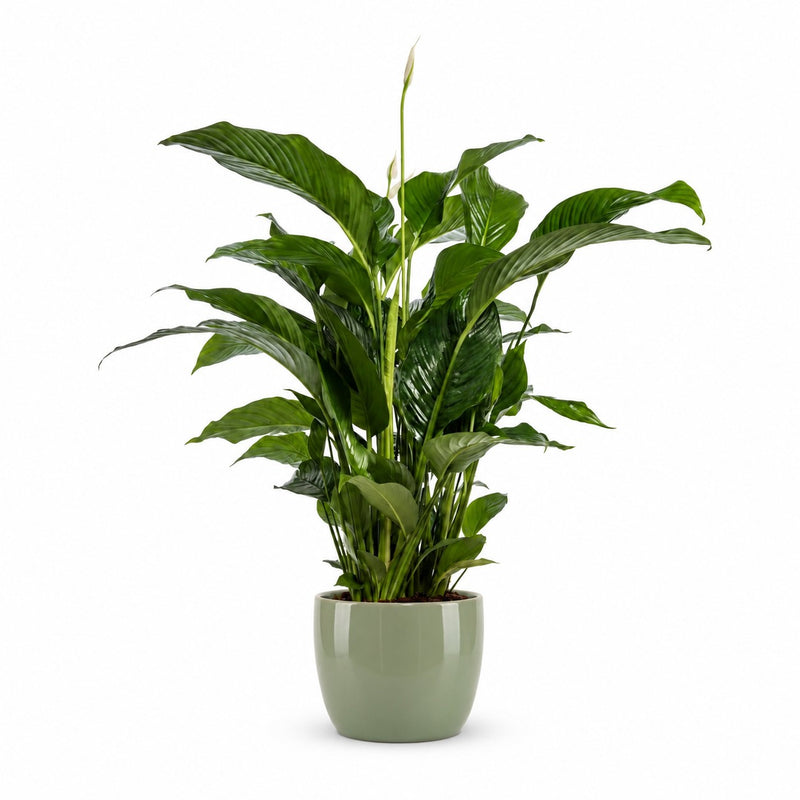 Spathiphyllum Bellini - 100cm Detail