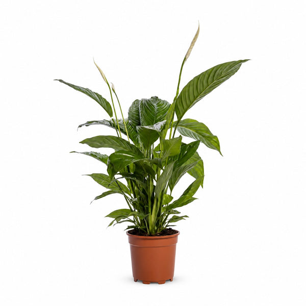 Spathiphyllum Bingo Cupido (80cm, Ø19cm) im Kulturtopf