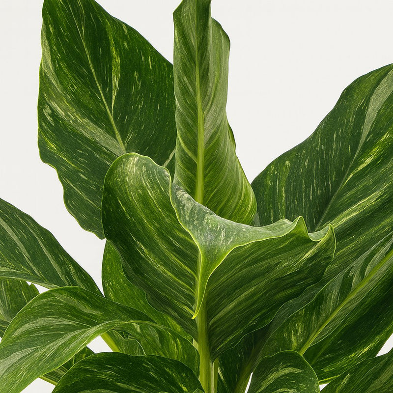 Spathiphyllum Diamond - 40cm Detail