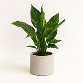 Spathiphyllum Diamond 40cm