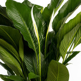 Spathiphyllum Sweet Sebastiano 110cm Nahaufnahme