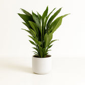 Spathiphyllum Sweet Sebastiano 110cm
