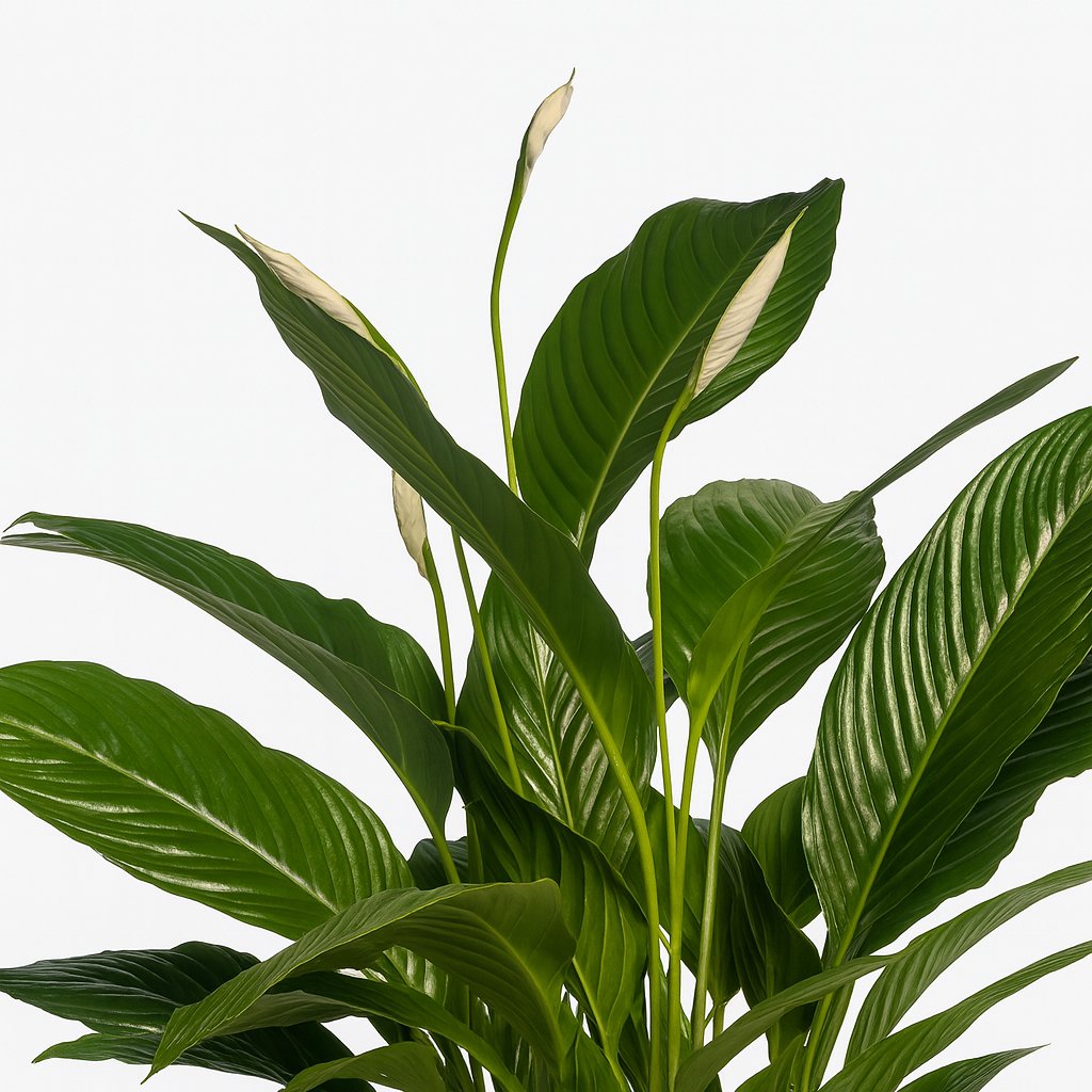 Spathiphyllum Vivaldi 70cm Nahaufnahme