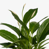 Spathiphyllum Vivaldi 70cm Nahaufnahme