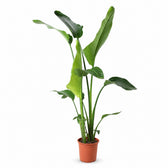 Strelitzia Nicolai (100cm, Ø21cm) im Kulturtopf