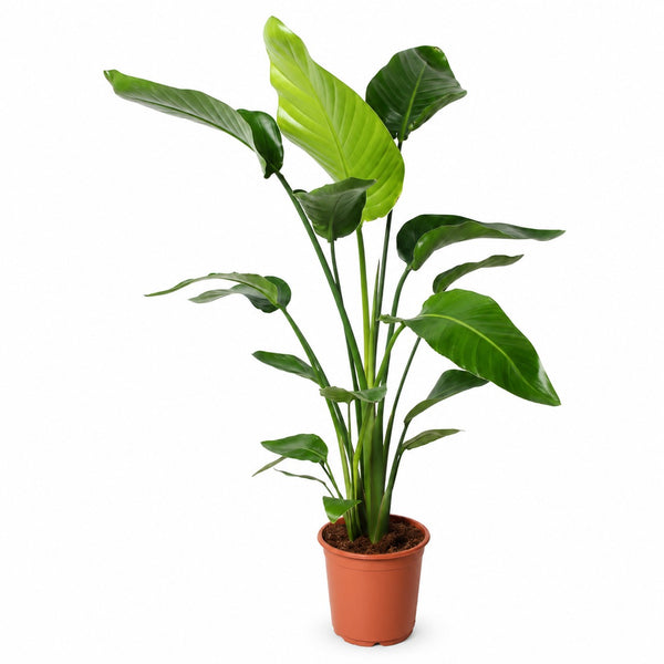 Strelitzia Nicolai - 100cm im Kulturtopf