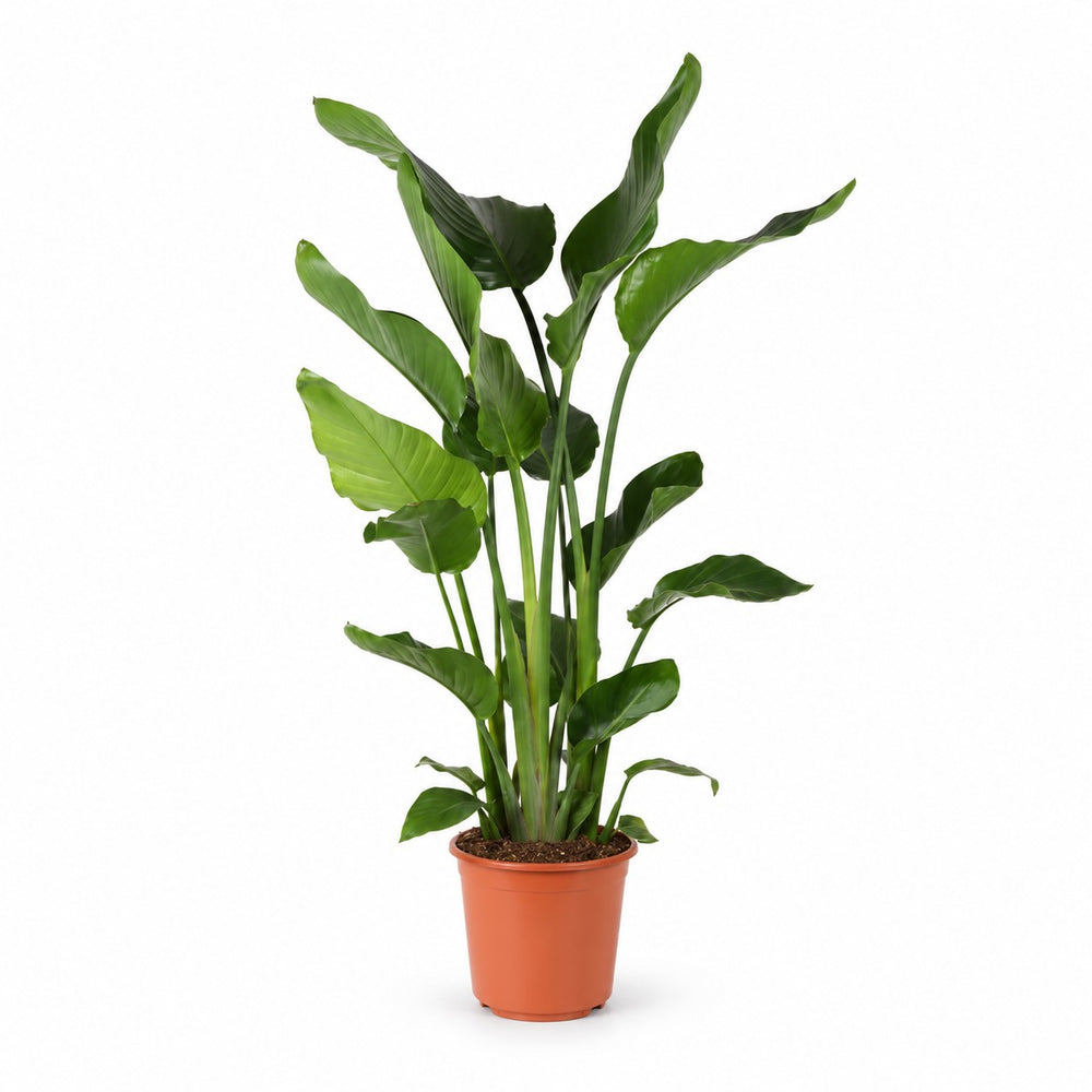Strelitzia Nicolai (110cm, Ø24cm) im Kulturtopf