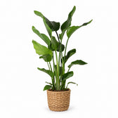 Strelitzia Nicolai (110cm, Ø24cm), Stylingbeispiel im Übertopf (Übertopf nicht enthalten)
