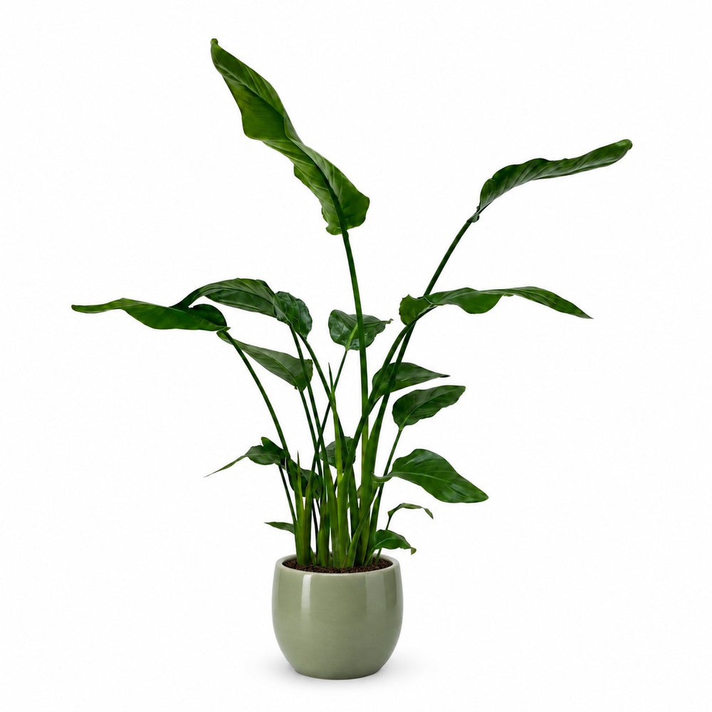 Strelitzia Nicolai (120cm, Ø21cm), Stylingbeispiel im Übertopf (Übertopf nicht enthalten)