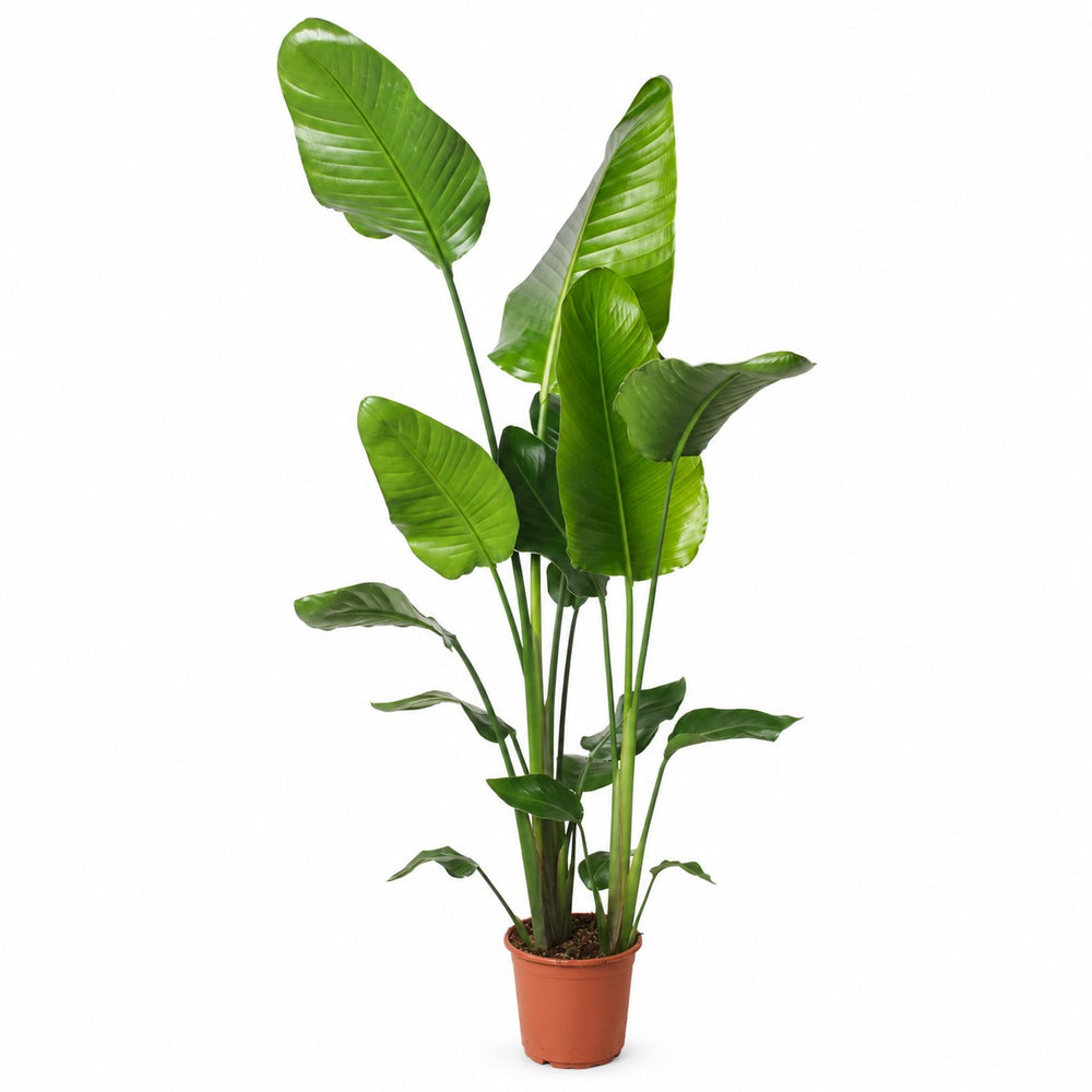 Strelitzia Nicolai - 130cm im Kulturtopf