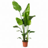 Strelitzia Nicolai - 130cm im Kulturtopf