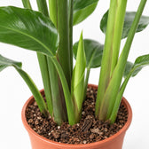 Strelitzia Nicolai, Nahaufnahme Wuchs und Triebansatz