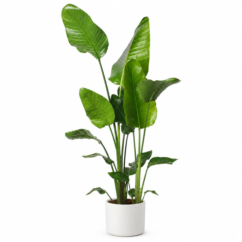 Strelitzia Nicolai - 130cm, Stylingbeispiel im Übertopf (Übertopf nicht enthalten)