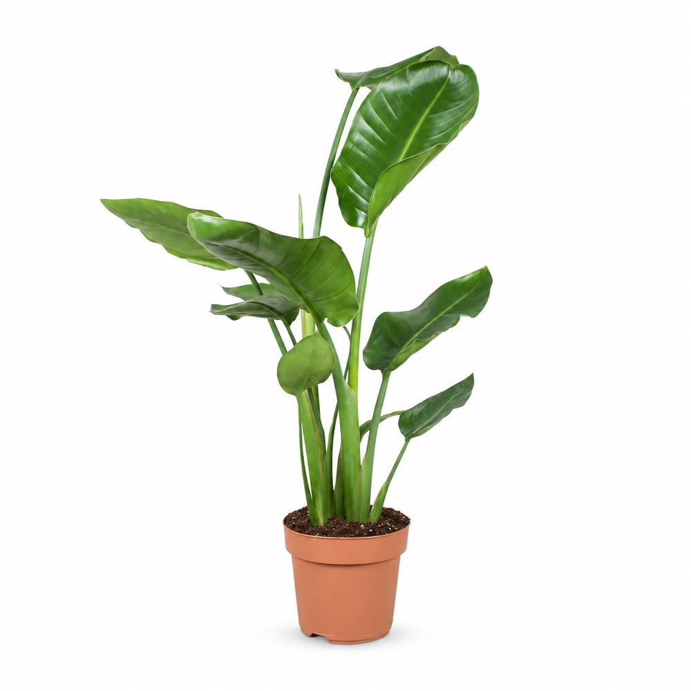 Strelitzia Nicolai (60cm, Ø17cm) im Kulturtopf