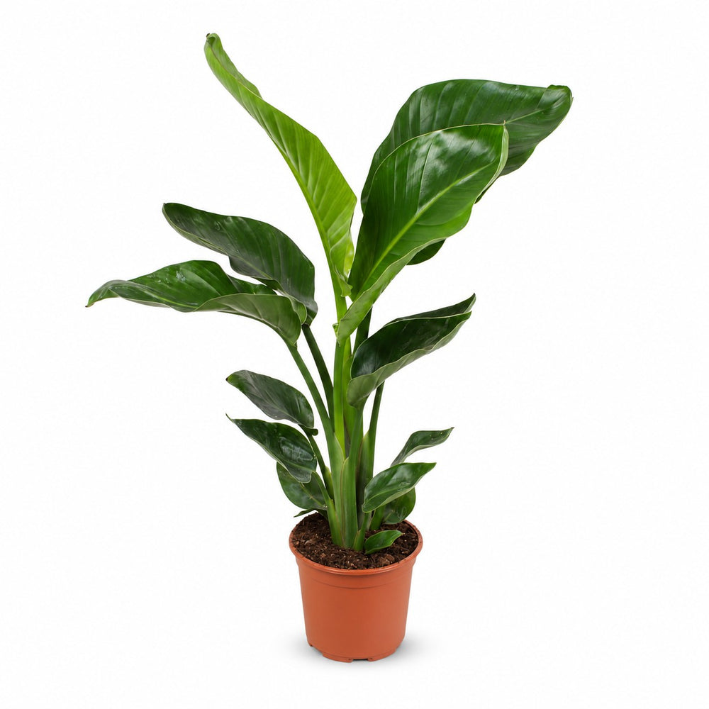 Strelitzia Nicolai (70cm, Ø17cm) im Kulturtopf