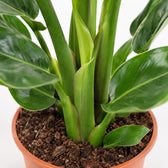 Strelitzia Nicolai (70cm, Ø17cm), Nahaufnahme Wuchs und Triebansatz