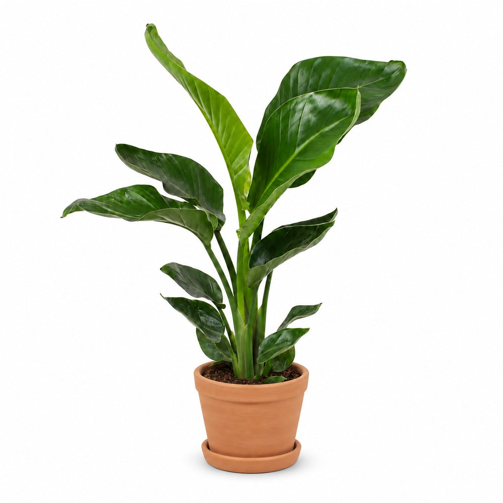 Strelitzia Nicolai (70cm, Ø17cm), Stylingbeispiel im Übertopf (Übertopf nicht enthalten)