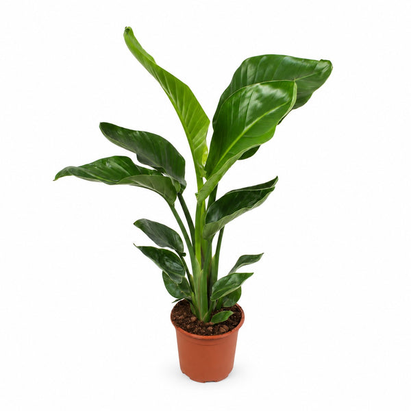 Strelitzia Nicolai - 70cm im Kulturtopf