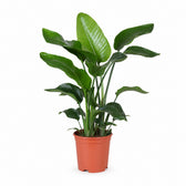 Strelitzia Nicolai (80cm, Ø21cm) im Kulturtopf
