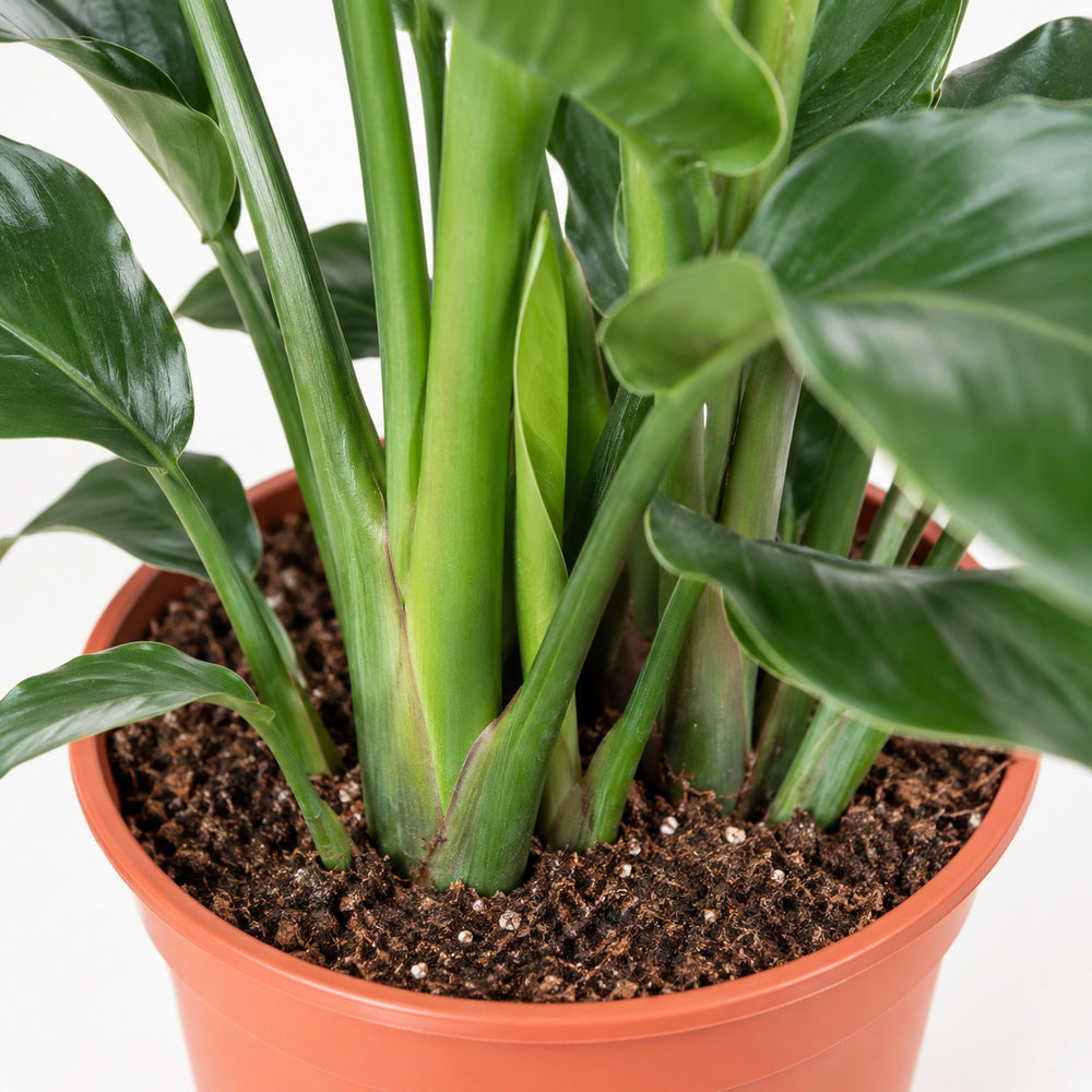 Strelitzia Nicolai (80cm, Ø21cm), Nahaufnahme Wuchs und Triebansatz
