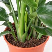 Strelitzia Nicolai (80cm, Ø21cm), Nahaufnahme Wuchs und Triebansatz