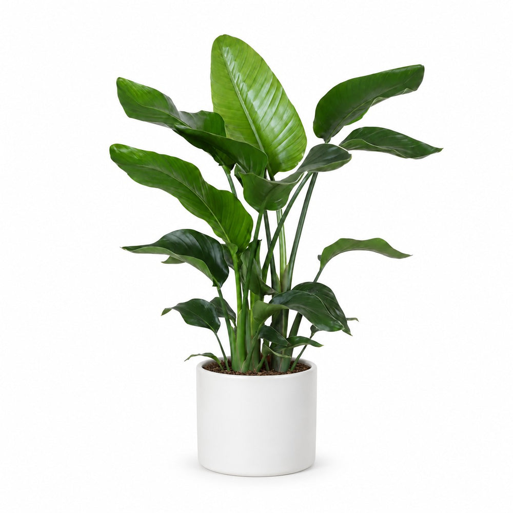 Strelitzia Nicolai (80cm, Ø21cm), Stylingbeispiel im Übertopf (Übertopf nicht enthalten)