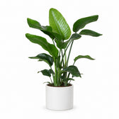 Strelitzia Nicolai (80cm, Ø21cm), Stylingbeispiel im Übertopf (Übertopf nicht enthalten)