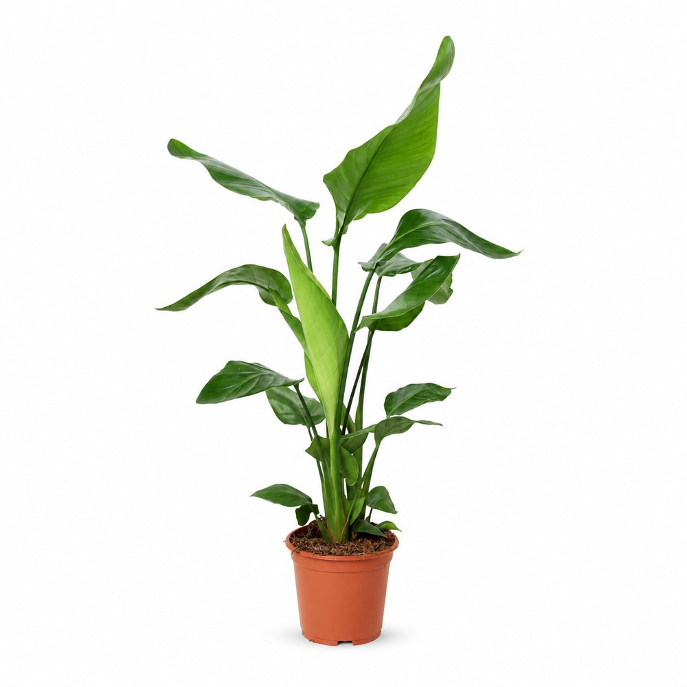 Strelitzia Nicolai (90cm, Ø19cm) im Kulturtopf