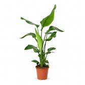 Strelitzia Nicolai (90cm, Ø19cm) im Kulturtopf