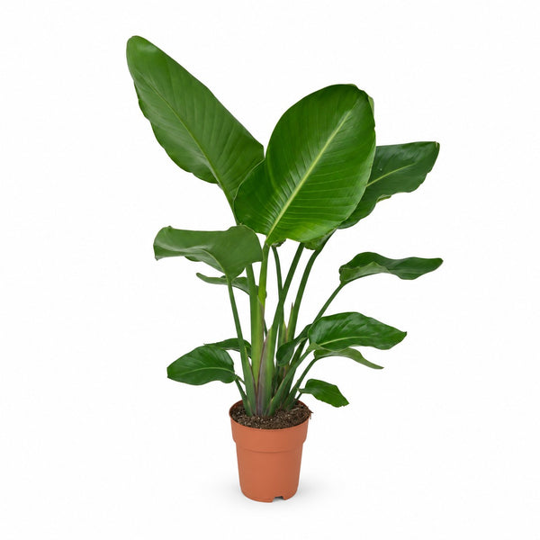 Strelitzia Nicolai - 90cm (Ø19cm) im Kulturtopf