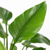 Strelitzia Nicolai (90cm, Ø19cm), Nahaufnahme Blatt