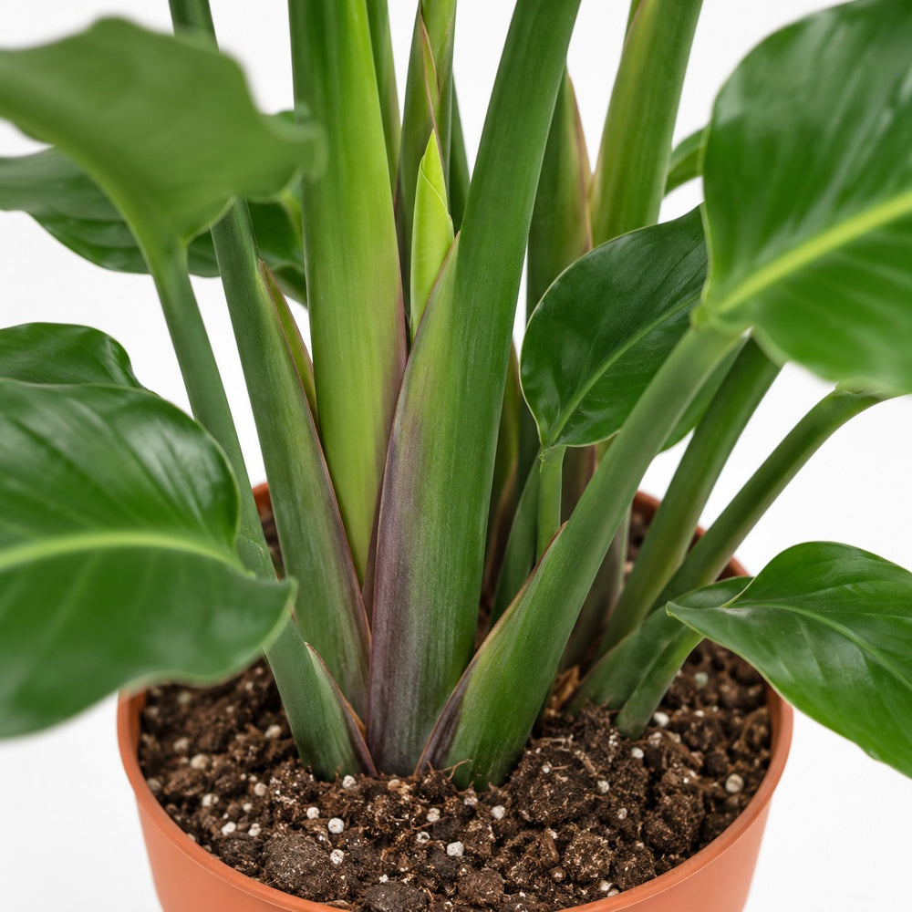 Strelitzia Nicolai, Nahaufnahme Wuchs und Triebansatz