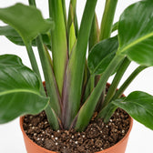Strelitzia Nicolai, Nahaufnahme Wuchs und Triebansatz