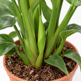 Strelitzia Nicolai (90cm, Ø19cm), Nahaufnahme Wuchs und Triebansatz