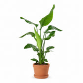 Strelitzia Nicolai (90cm, Ø19cm), Stylingbeispiel im Übertopf (Übertopf nicht enthalten)