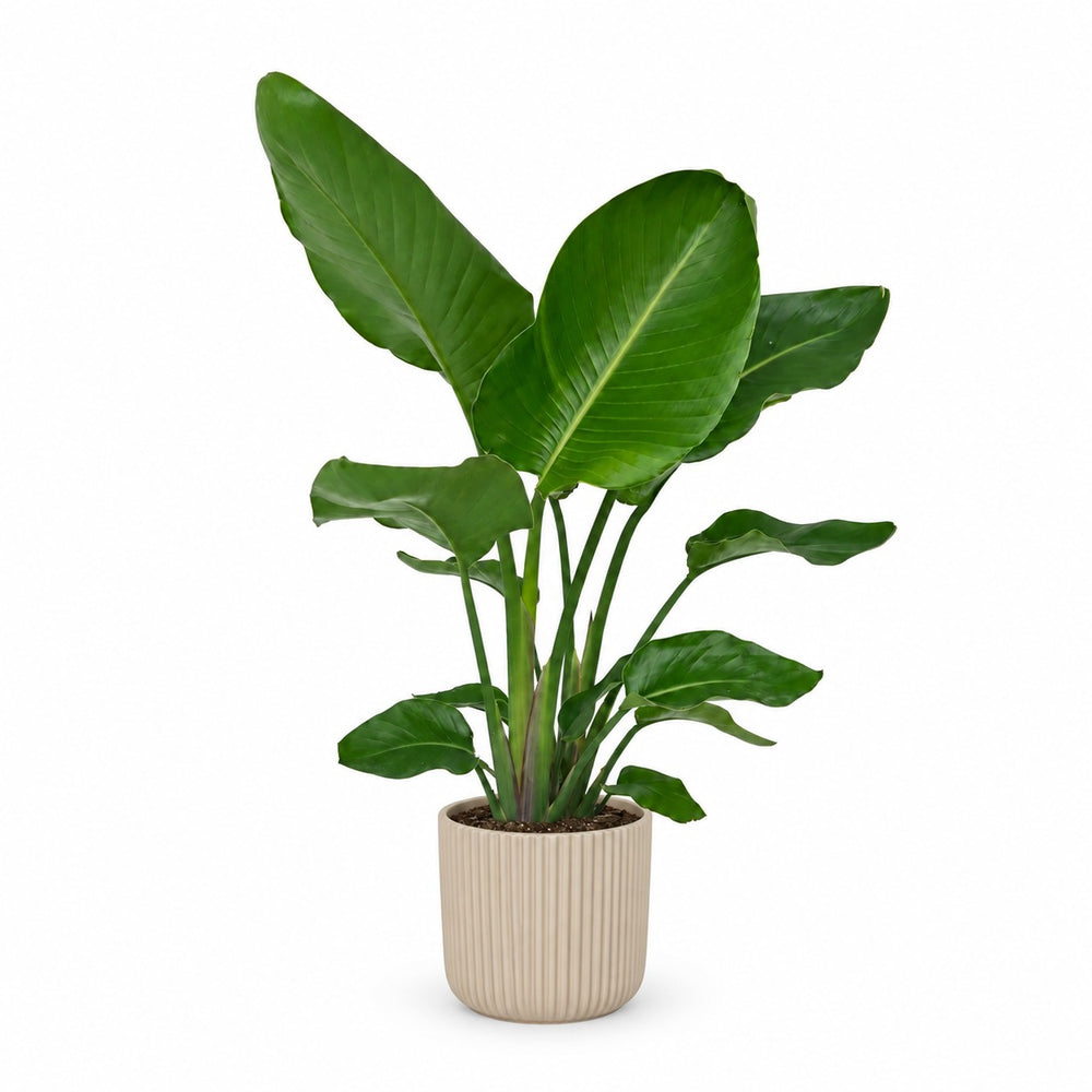 Strelitzia Nicolai - 90cm (Ø19cm), Stylingbeispiel im Übertopf (Übertopf nicht enthalten)