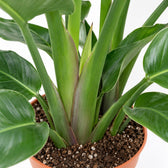 Strelitzia Nicolai (95cm, Ø19cm), Nahaufnahme Wuchs und Triebansatz