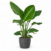 Strelitzia Nicolai (95cm, Ø19cm), Stylingbeispiel im Übertopf (Übertopf nicht enthalten)